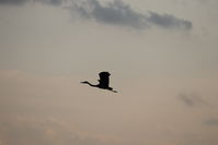 IMG_3528.jpg