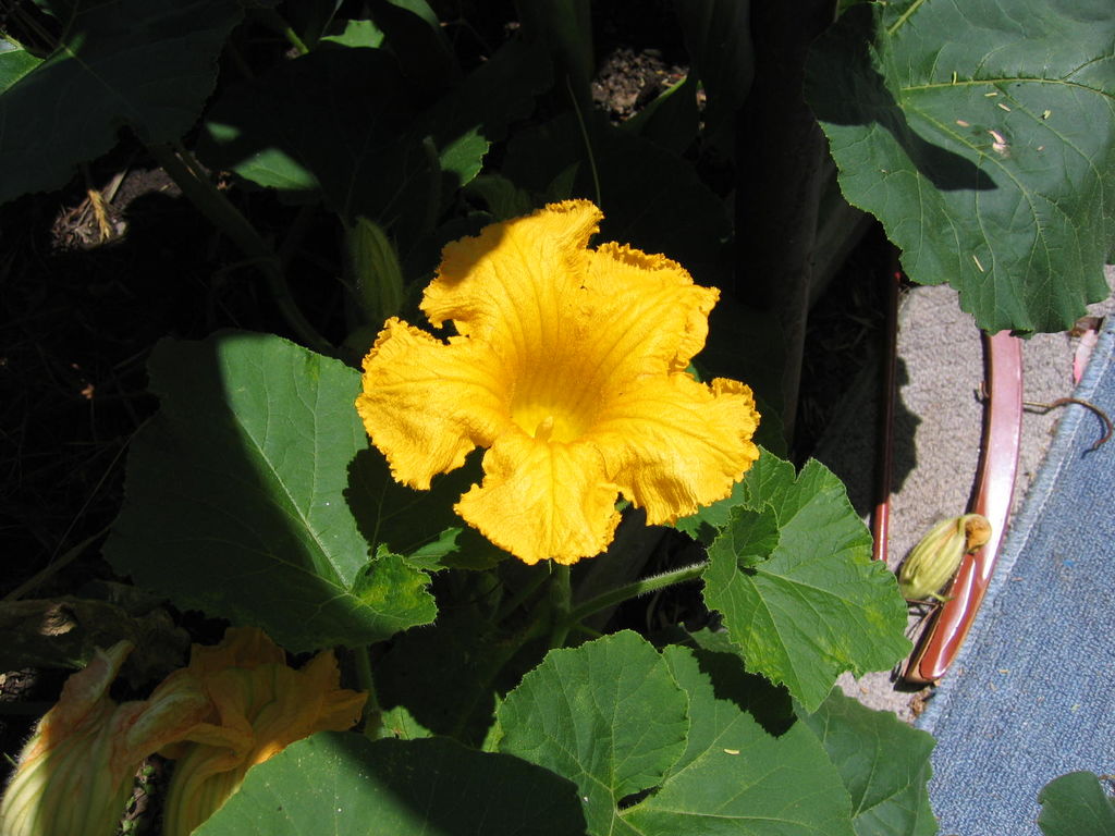 かぼちゃの花
