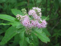 IMG_1528.JPG