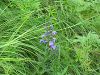 IMG_1533.JPG