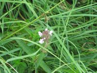 IMG_1536.JPG