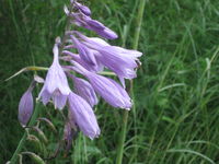 IMG_1548.JPG