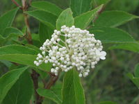 IMG_1557.JPG