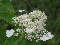 IMG_1558.JPG