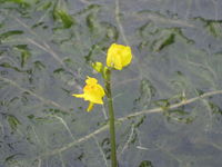 IMG_1562.JPG