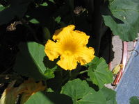 IMG_6078.JPG