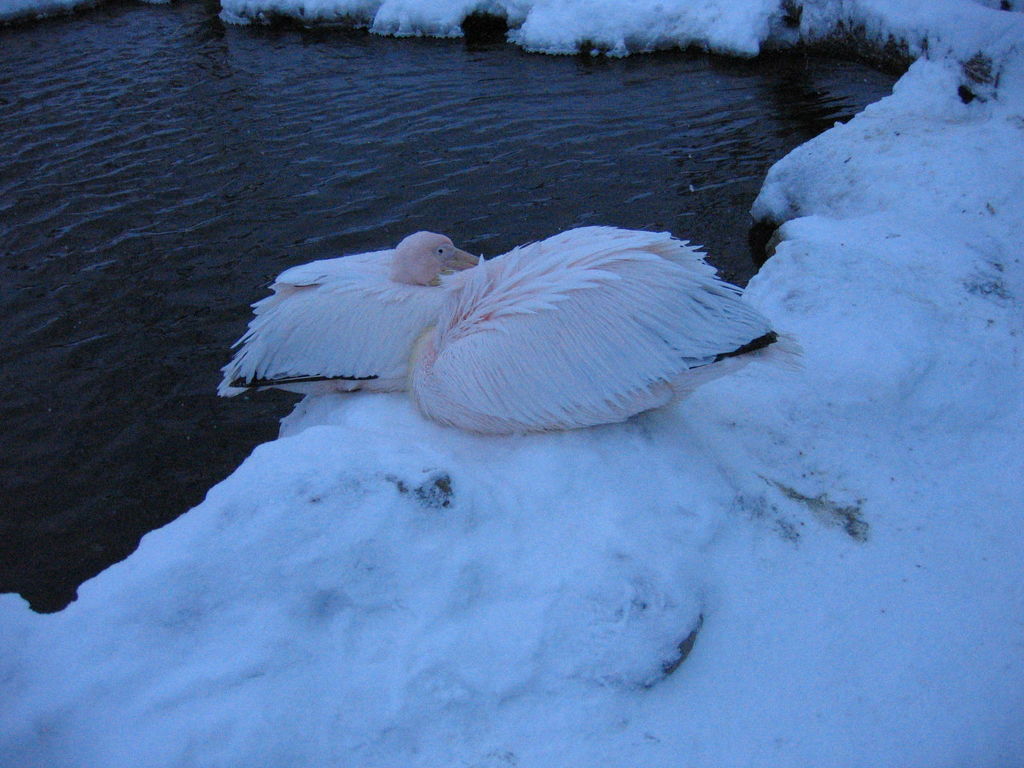 ノースサファリサッポロ モモイロペリカン/White(ROSY)Pelican
