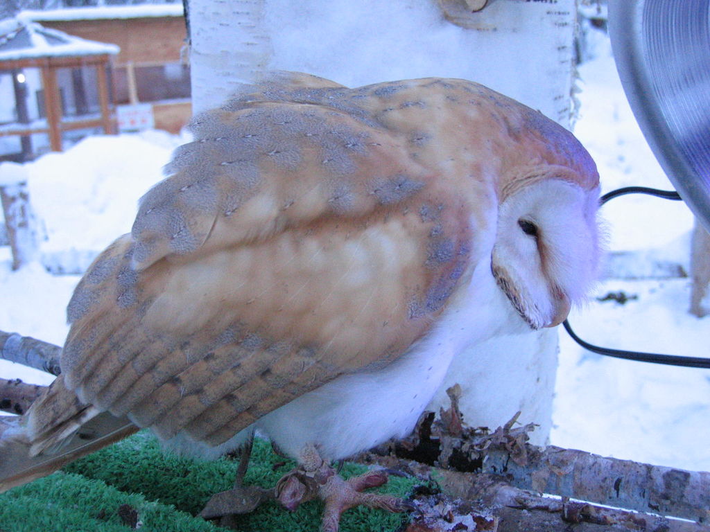 ノースサファリサッポロ メンフクロウ/Barn Owl
