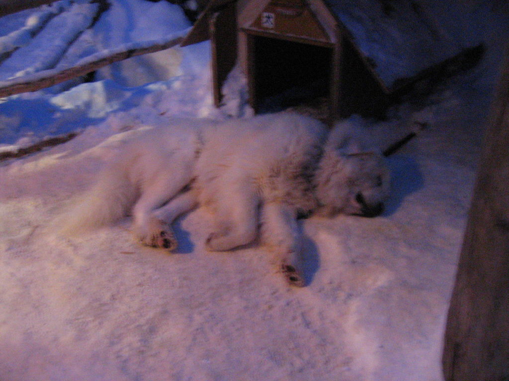 ノースサファリサッポロ グレートピレニーズ /Great Pyrenees

