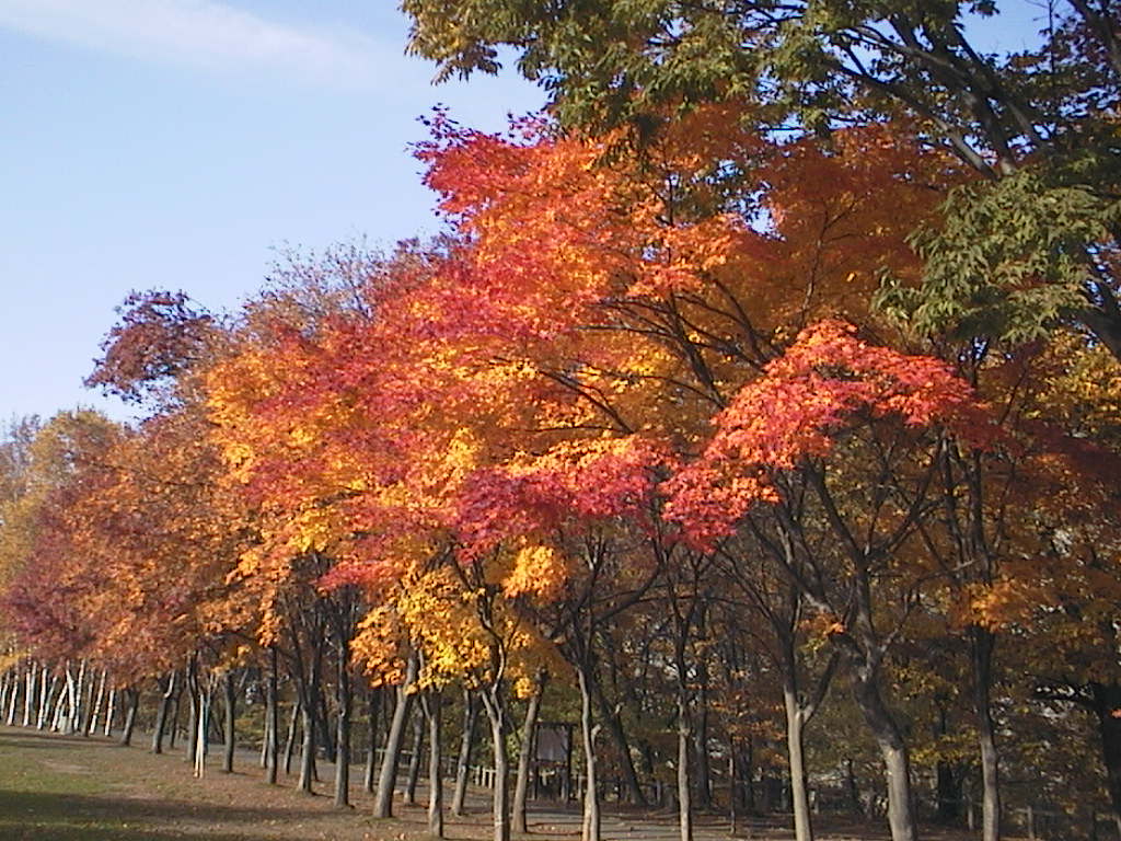 藻南公園(札幌)
キーワード: 紅葉 札幌エリア
