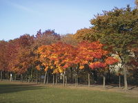 AUT_5514.JPG