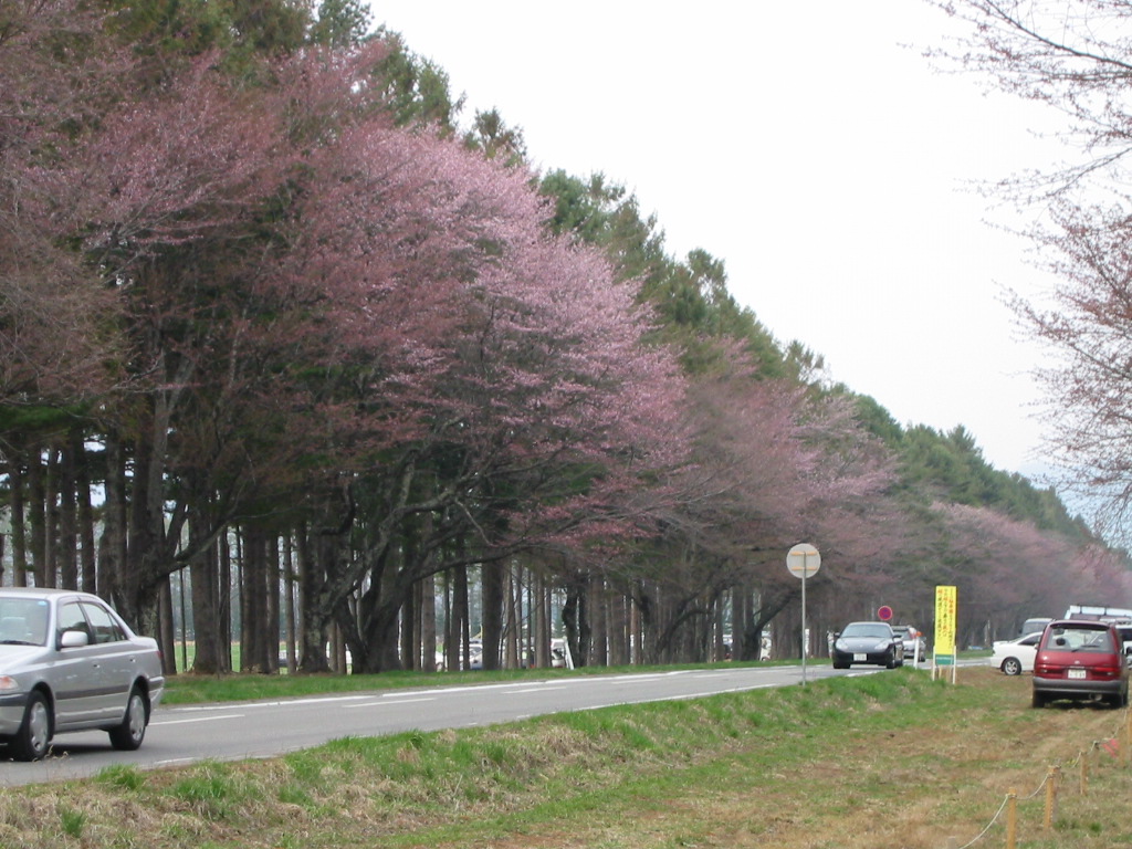 三十三間桜並木
キーワード: 桜 日高エリア