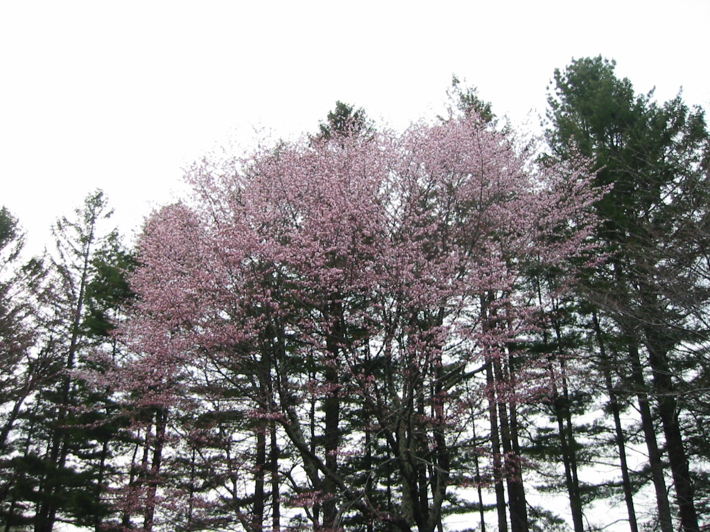 三十三間桜並木
キーワード: 桜 日高エリア