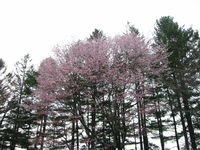IMG_4296.JPG