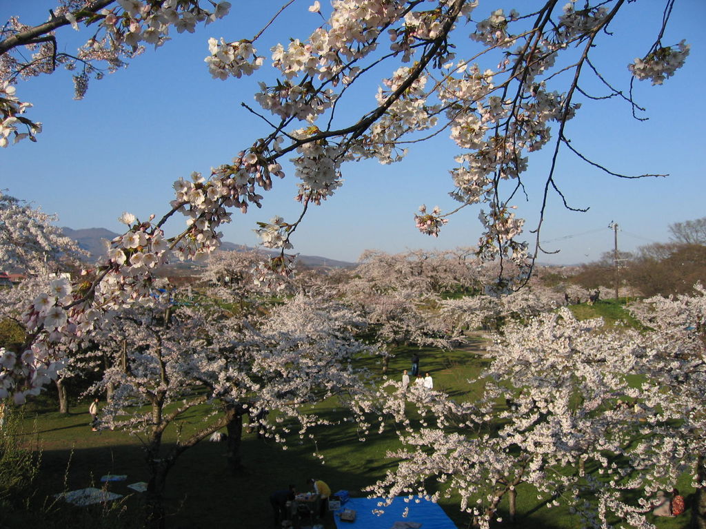 五稜郭公園の桜(函館)
キーワード: 渡島エリア 桜