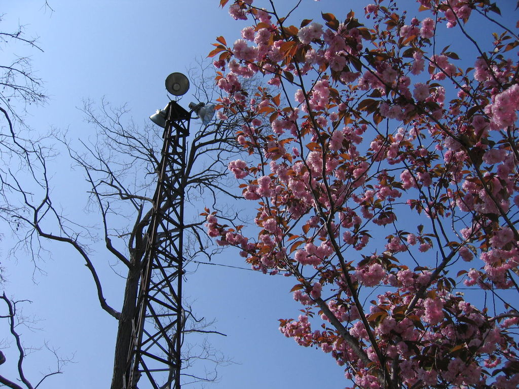 水天宮
キーワード: 後志エリア 桜