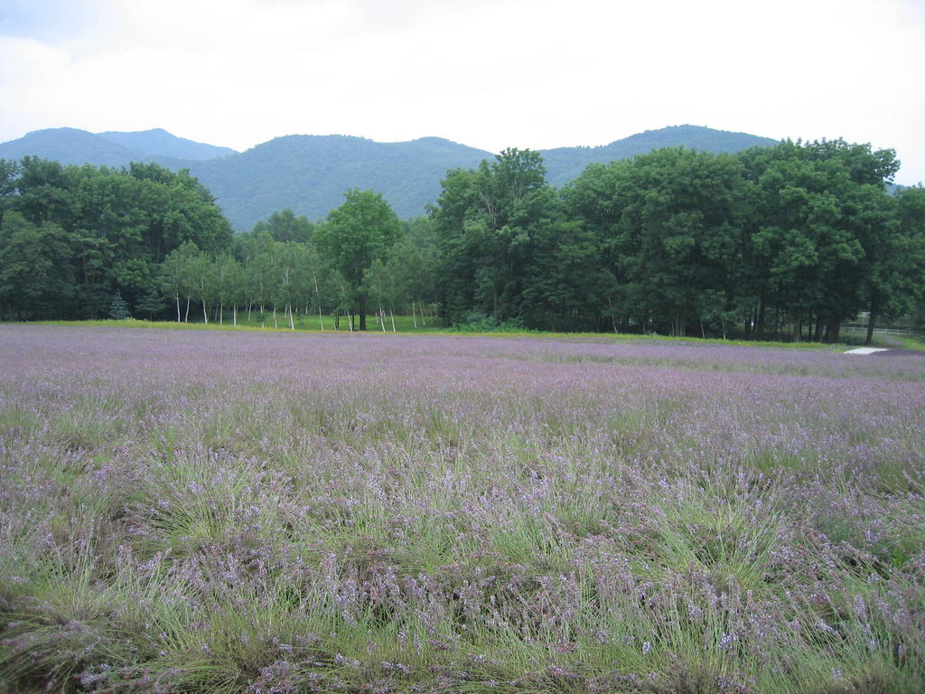 富良野 ラベンダーの森
キーワード: 上川エリア 花