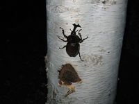 IMG_2677.JPG
