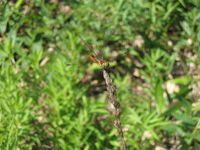 IMG_2813.JPG