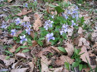 IMG_4342.JPG