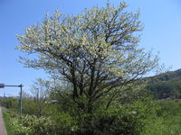 IMG_4359.JPG