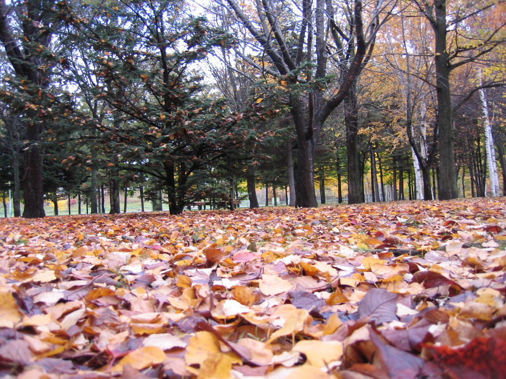 清田公園
キーワード: 札幌エリア 紅葉