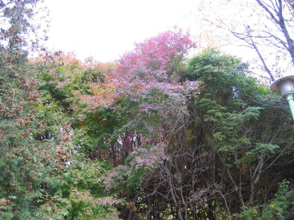 清田公園
キーワード: 札幌エリア 紅葉