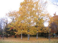 IMG_6395.JPG
